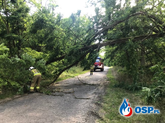 118/2020 Drzewo zablokowało drogę do Kamiennego Jazu OSP Ochotnicza Straż Pożarna