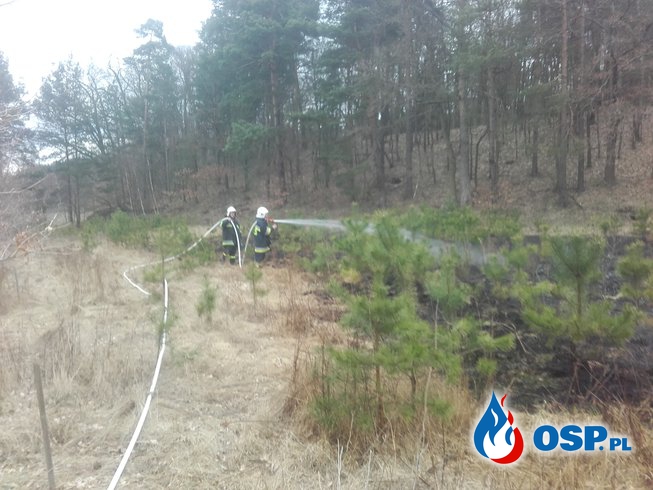 21.03-Pożar nieużytków w Osieczowie OSP Ochotnicza Straż Pożarna