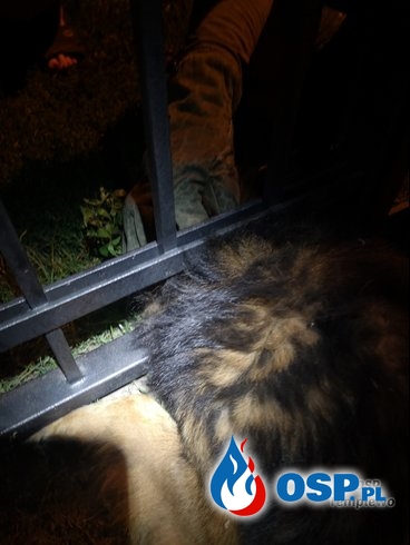 Kleszczewo - uwięziony pies OSP Ochotnicza Straż Pożarna