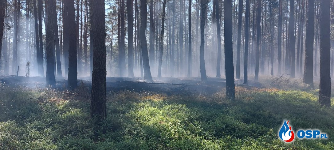 [Zdarzenie nr 6] Pożar lasu przy jeziorze Okoniowym w Pile OSP Ochotnicza Straż Pożarna