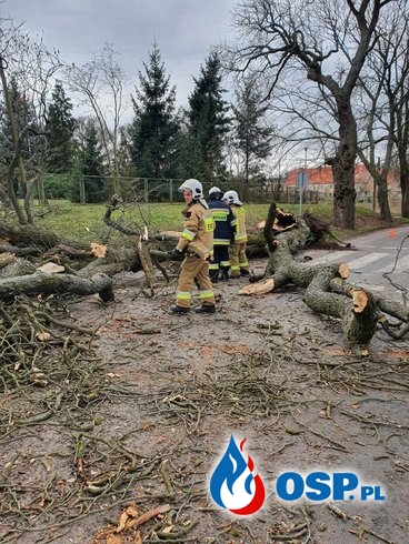 24/2020 Duże drzewo zablokowało drogę w Krzymowie OSP Ochotnicza Straż Pożarna