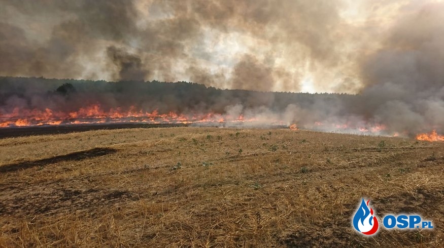 111/2019 Spłonęło 40ha pola niedaleko Krzywina OSP Ochotnicza Straż Pożarna