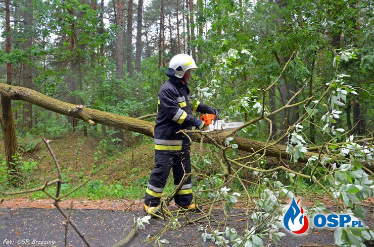 Usuwanie powalonego drzewa z jezdni OSP Ochotnicza Straż Pożarna