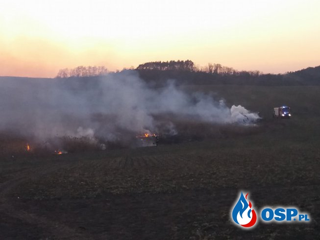Pożar trzcinowiska OSP Ochotnicza Straż Pożarna
