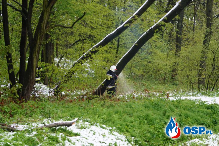 Drzewa nachylone niebezpiecznie nad DW 414 pomiędzy Biała – Dobroszewice OSP Ochotnicza Straż Pożarna