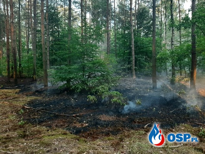 Pożar lasu - Grabie OSP Ochotnicza Straż Pożarna