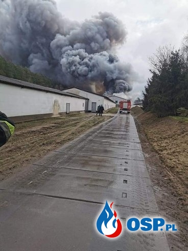 Pożar budynku inwentarskiego w Darnowie. Ogień gasiło 12 zastępów strażaków. OSP Ochotnicza Straż Pożarna