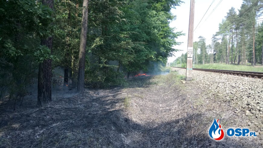 Pożar nasypu kolejowego i ściółki leśnej. OSP Ochotnicza Straż Pożarna