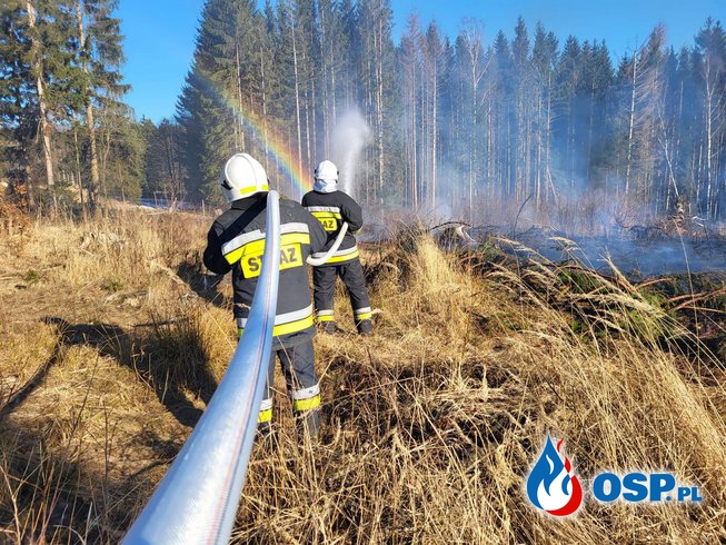 Pożar lasu w Jugowie przy ul. Sitów. OSP Ochotnicza Straż Pożarna