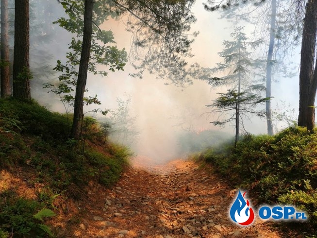Pożar poszycia leśnego. OSP Ochotnicza Straż Pożarna