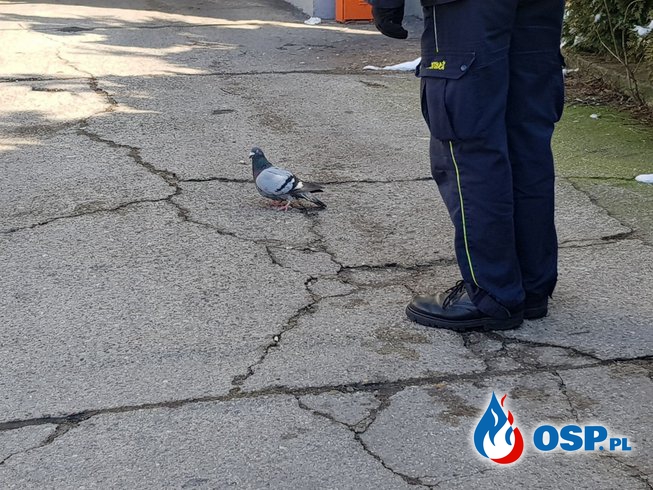 Strażacy wezwani do uwięzionego... gołębia. Wyjątkowo nietypowa akcja w Opolu. OSP Ochotnicza Straż Pożarna