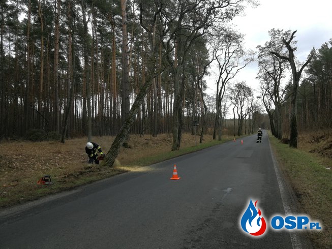 Drzewo zawisło nad drogą OSP Ochotnicza Straż Pożarna
