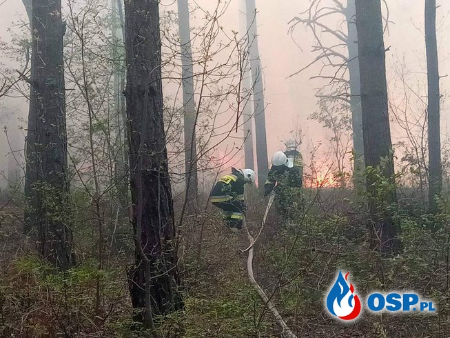 Pożar trawy i poszycia leśnego w Rzędkowicach OSP Ochotnicza Straż Pożarna