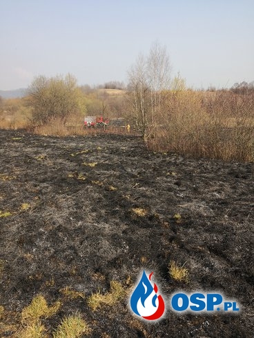 Pożar suchej trawy. OSP Ochotnicza Straż Pożarna