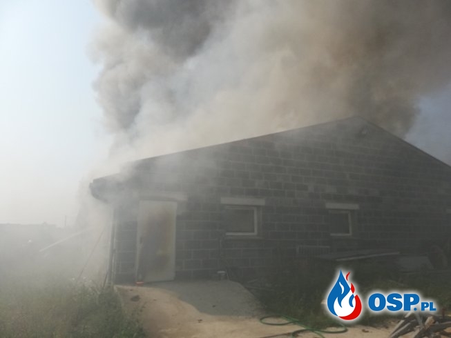 Około 700 świń spłonęło w pożarze chlewni w Chwaliszewie OSP Ochotnicza Straż Pożarna