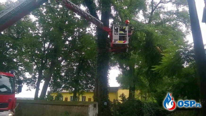 Powalone drzewo na linie energetyczną oraz zwisający konar. OSP Ochotnicza Straż Pożarna