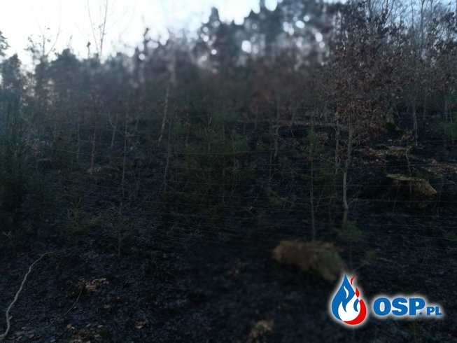 Pożar lasu 02.04.19 i brak karetki 03.04.19 OSP Ochotnicza Straż Pożarna