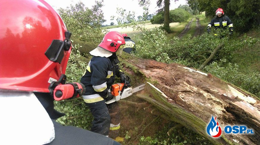 Powalone drzewa w Chłapowie i Borzejewie OSP Ochotnicza Straż Pożarna