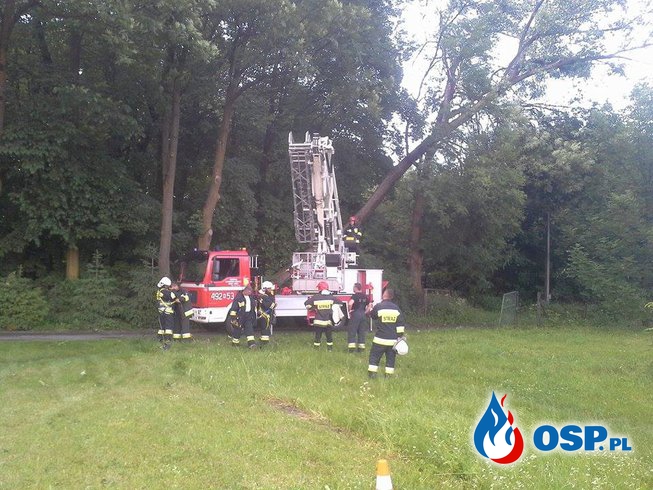 17.06.2016 - Powalone drzewo OSP Ochotnicza Straż Pożarna