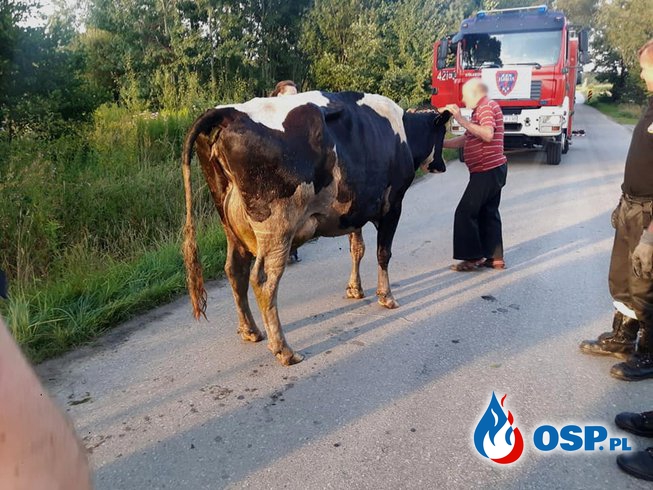 Krowa w rowie - ul. Piastowska w Babicach OSP Ochotnicza Straż Pożarna
