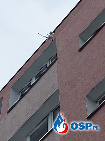 Ptak zaplątał się w sznurek. Nietypowa akcja strażaków w Koninie. OSP Ochotnicza Straż Pożarna