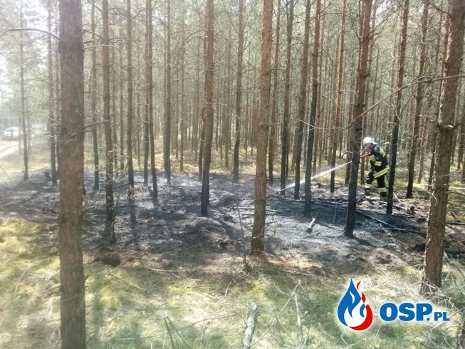 Smolnica – pożar młodnika OSP Ochotnicza Straż Pożarna