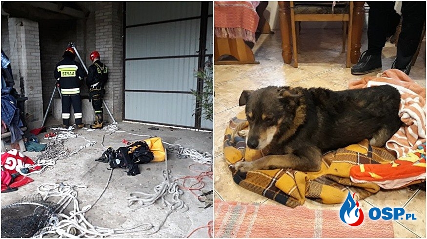 Pies utknął ponad 30 metrów pod ziemią. Strażacy ruszyli na ratunek. OSP Ochotnicza Straż Pożarna
