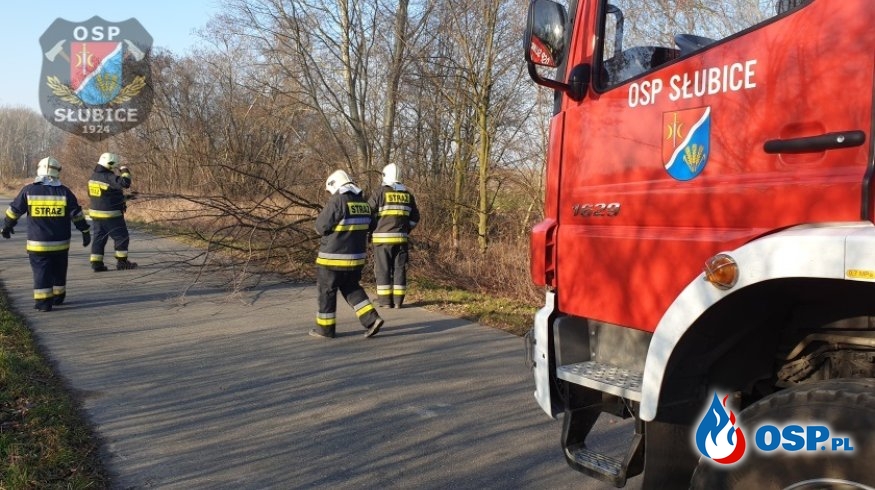 Podgryzione przez bobry drzewo upadło na drogę OSP Ochotnicza Straż Pożarna