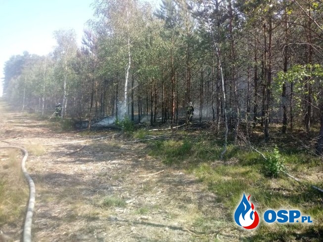Smolnica – pożar lasu OSP Ochotnicza Straż Pożarna