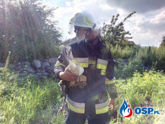 Na ratunek młodemu bocianowi OSP Ochotnicza Straż Pożarna