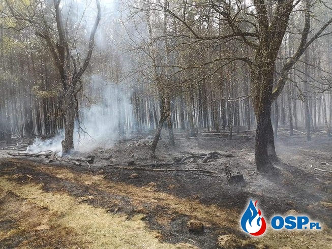 Pożar Lasu Gwda Wielka OSP Ochotnicza Straż Pożarna
