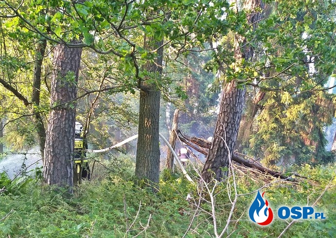 Pożar lasu - Procyń OSP Ochotnicza Straż Pożarna