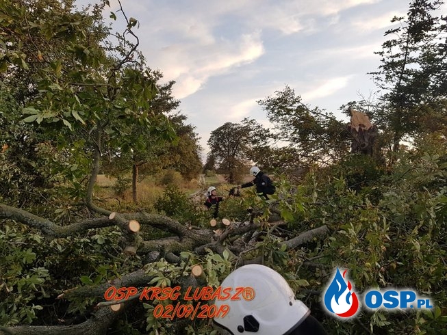 Owady błonkoskrzydłe i powalone drzewo OSP Ochotnicza Straż Pożarna