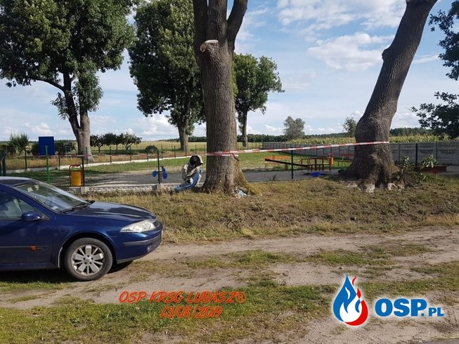 Owady błonkoskrzydłe w drzewie przy placu zabaw OSP Ochotnicza Straż Pożarna