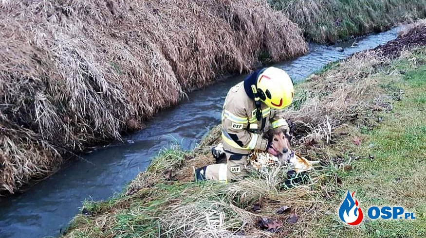 Strażacy uratowali psa, który wpadł do rzeki. "Dla Nas każde życie się liczy". OSP Ochotnicza Straż Pożarna