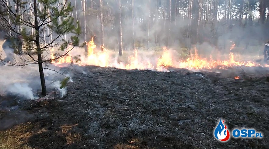 Pożar lasu Brzózki OSP Ochotnicza Straż Pożarna