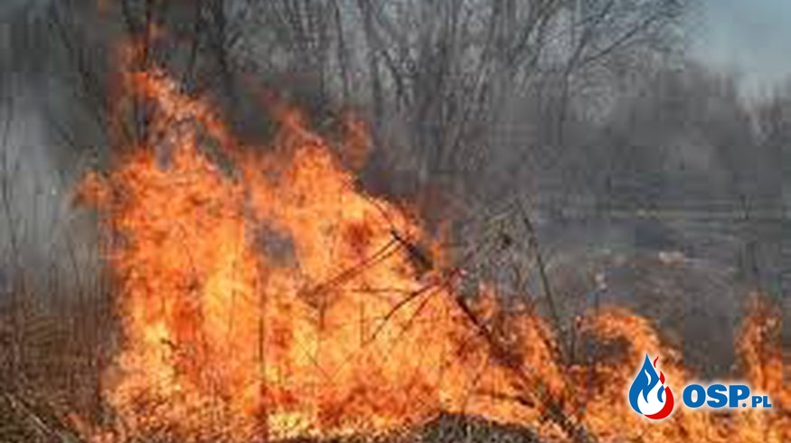 pożar łąk w miejscowość Ciemne OSP Ochotnicza Straż Pożarna