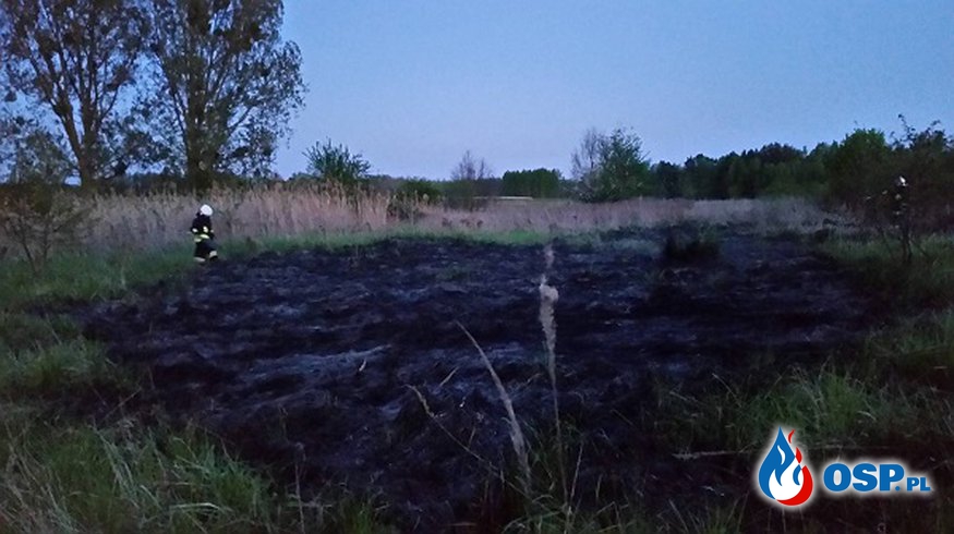 Pożar nieużytków w pobliżu miejscowości Ognica OSP Ochotnicza Straż Pożarna