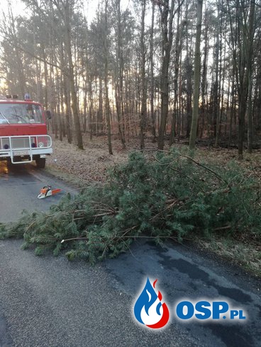 [47/2016] Złamane drzewo nad jezdnią OSP Ochotnicza Straż Pożarna