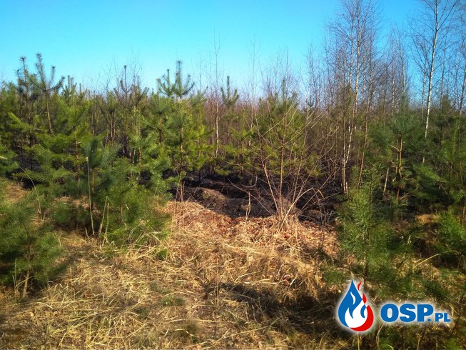 Pożar lasu m. Czarne 08.04.2018r. OSP Ochotnicza Straż Pożarna