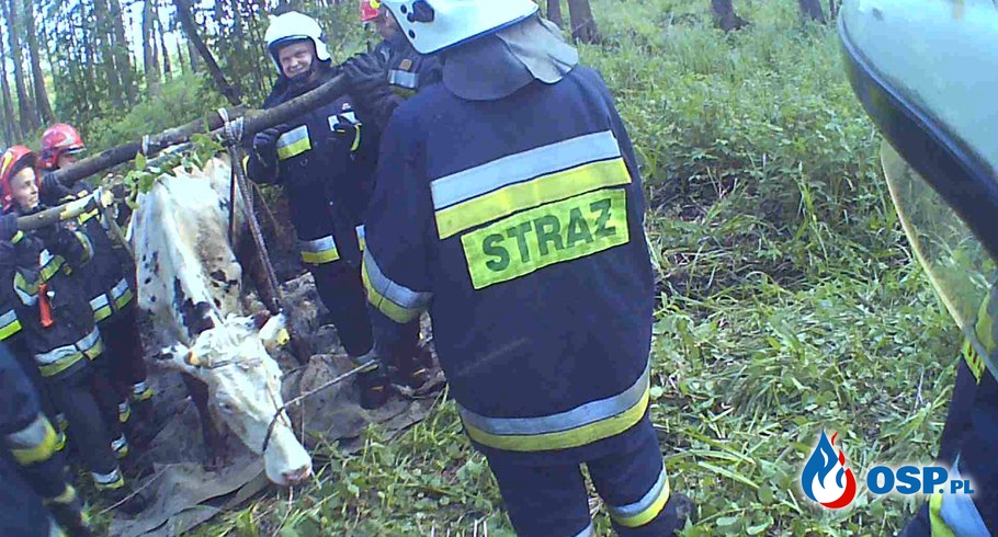 Tonąca krowa w bagnach OSP Ochotnicza Straż Pożarna
