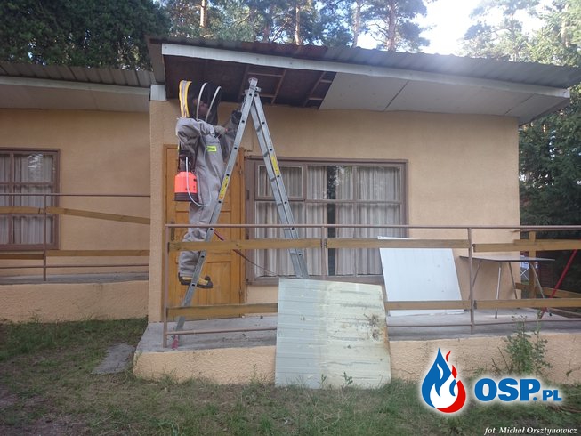 Dwie interwencje z owadami błonkoskrzydłymi OSP Ochotnicza Straż Pożarna