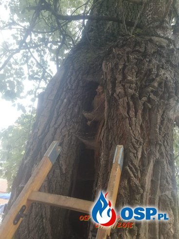 Owady błonkoskrzydłe w drzewie na cmentarzu OSP Ochotnicza Straż Pożarna