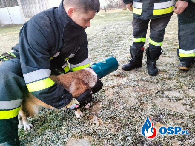 Ciekawski pies wsadził głowę do bańki. Nietypowa akcja strażaków z Paradyża. OSP Ochotnicza Straż Pożarna