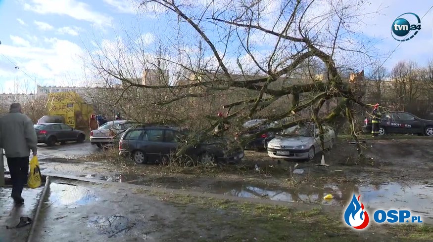 Drzewo przewróciło się na kilka samochodów w Szczecinie OSP Ochotnicza Straż Pożarna
