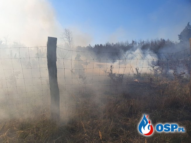 45/2020 Pożar poszycia i uprawy leśnej OSP Ochotnicza Straż Pożarna