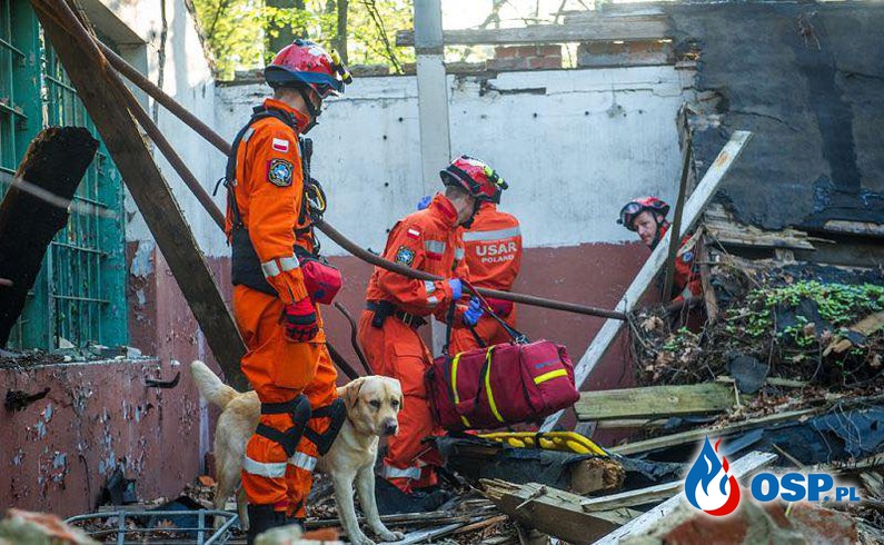 Dziś Międzynarodowy Dzień Psa Ratowniczego OSP Ochotnicza Straż Pożarna