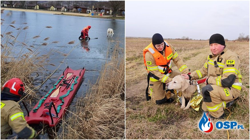 Strażacy uratowali psa. Akcja na Zalewie Pińczowskim. OSP Ochotnicza Straż Pożarna
