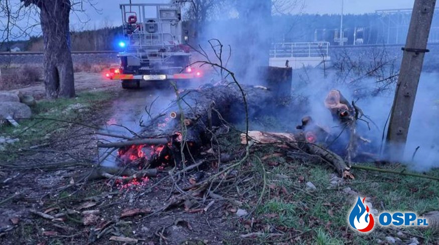 Samołęż – pożar drzewa OSP Ochotnicza Straż Pożarna