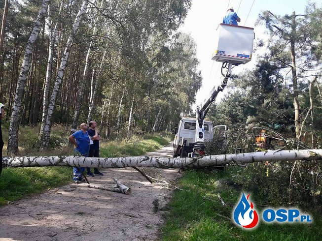 Drzewo oparte o linię wysokiego napięcia OSP Ochotnicza Straż Pożarna